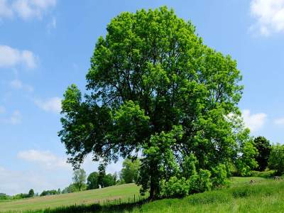 dia del arbol